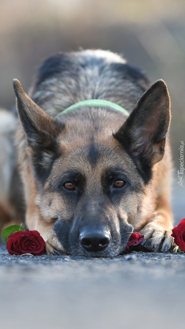 Przyczajony pies z różą