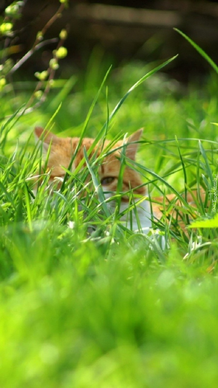 Przyczajony w trawie kot