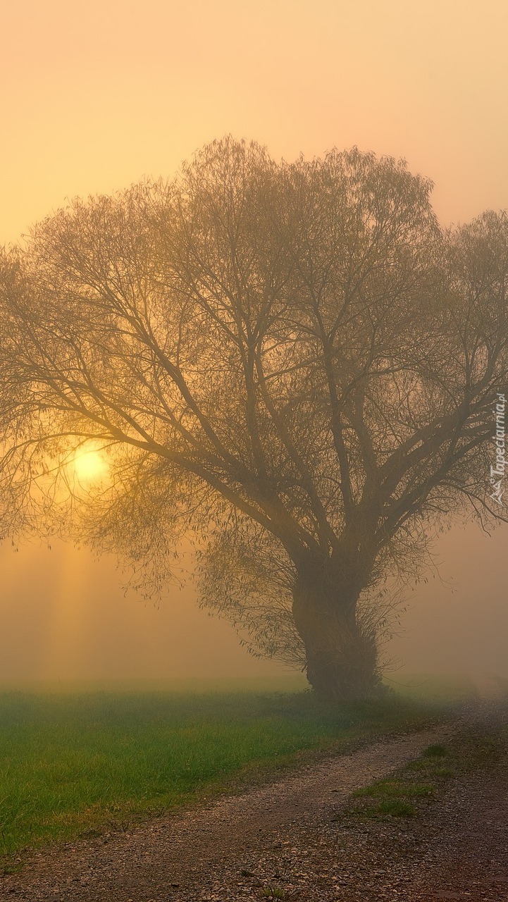 Przydrożne drzewo we mgle