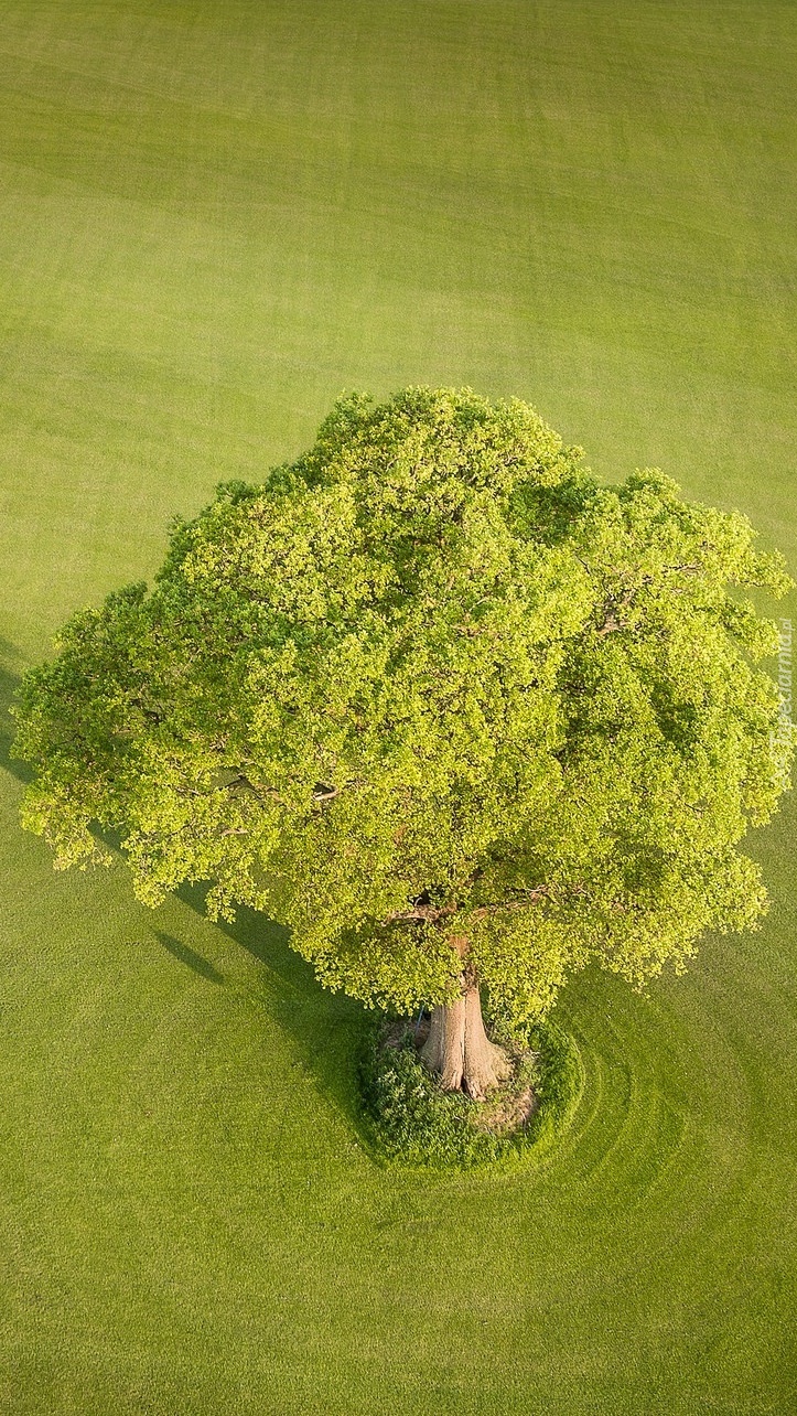 Przystanek dla ptaków