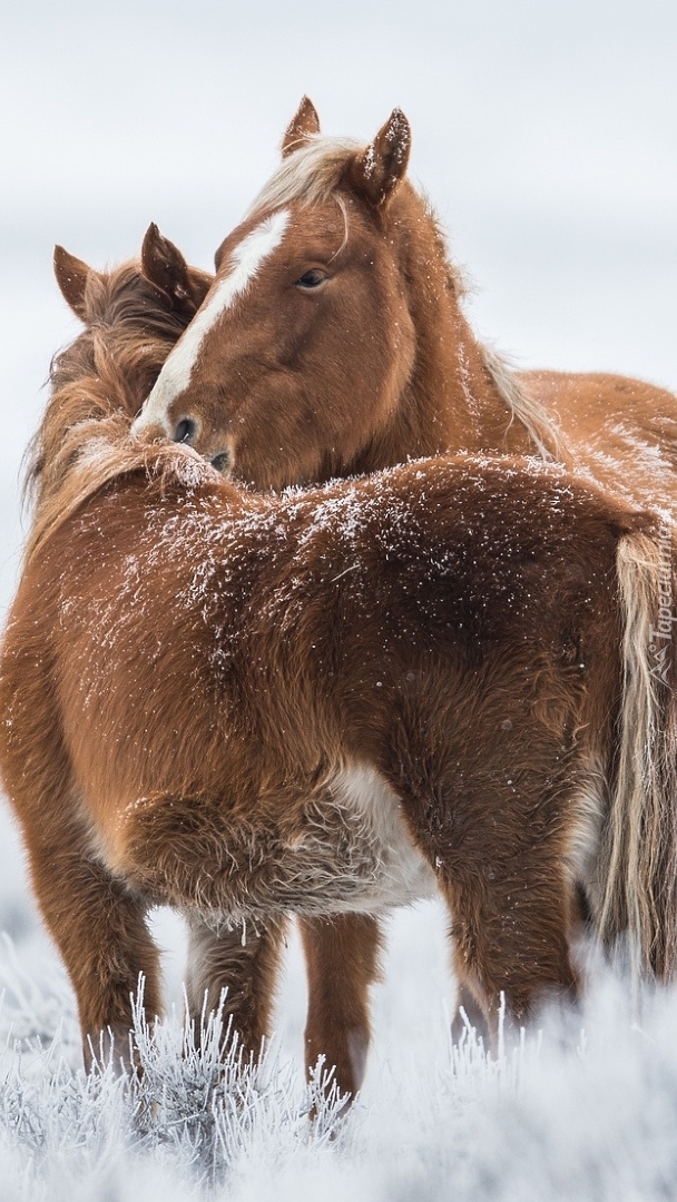 Przytulone dwa konie w śniegu