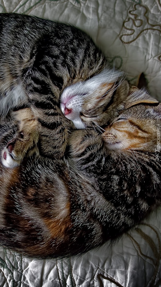 Przytulone śpiące koty