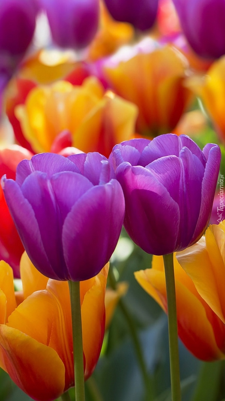 Przytulone tulipanki