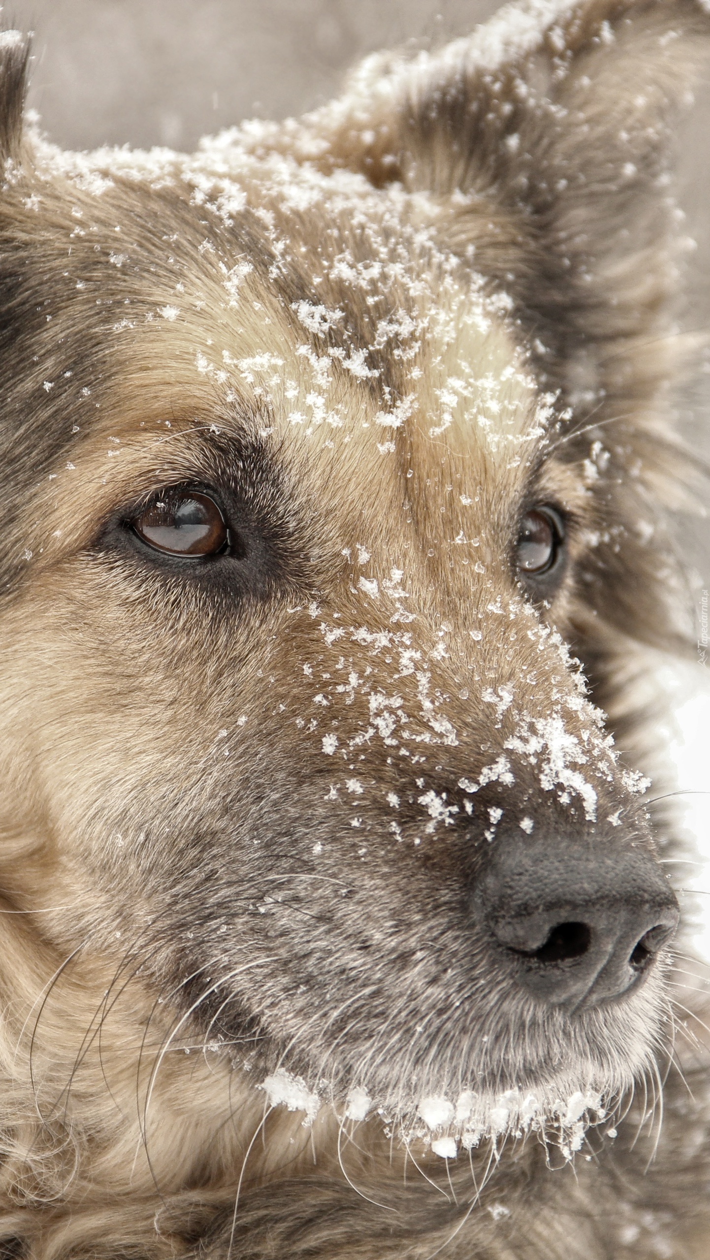 Psia mordka oprószona śniegiem