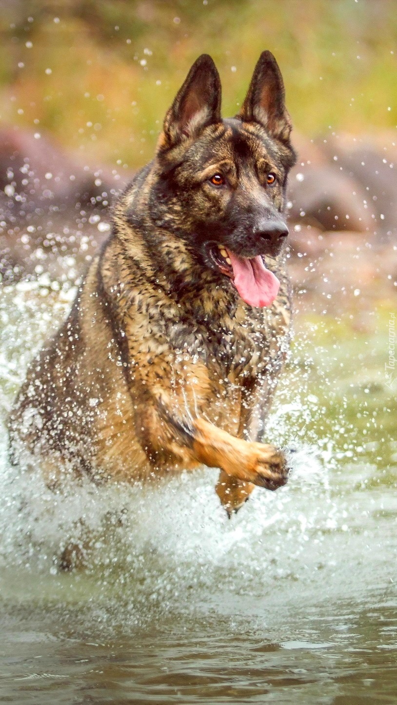 Psia zabawa z wodą