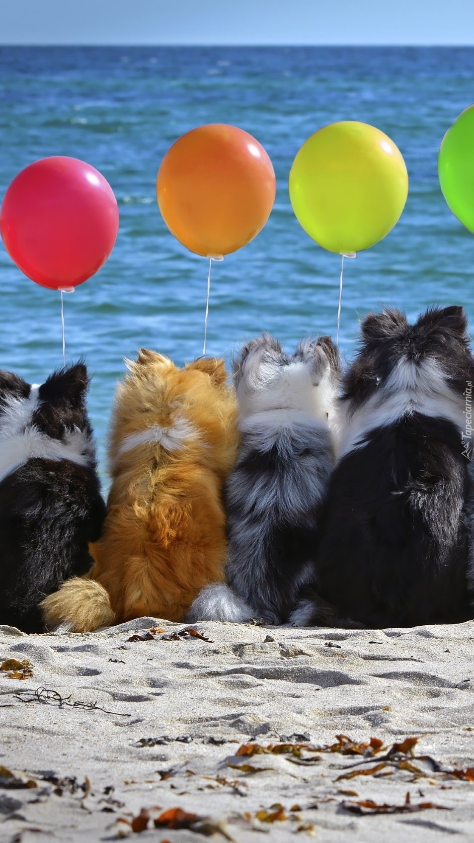Psy nad morzem z balonikami