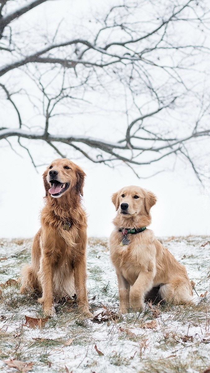 Psy pod drzewem zimą