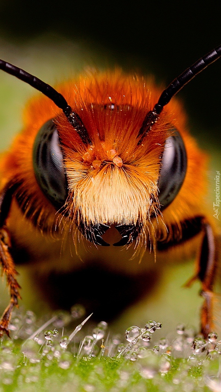 Pszczoła gigantka