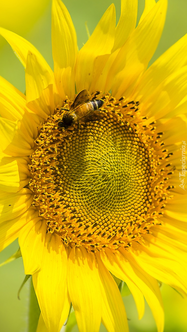 Pszczoła i kwiat słonecznika w zbliżeniu