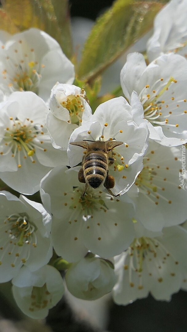 Pszczoła na białych kwiatach jabłoni