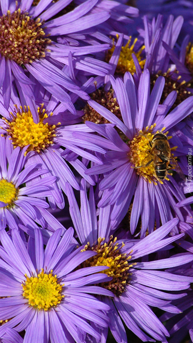 Pszczoła na fioletowych astrach