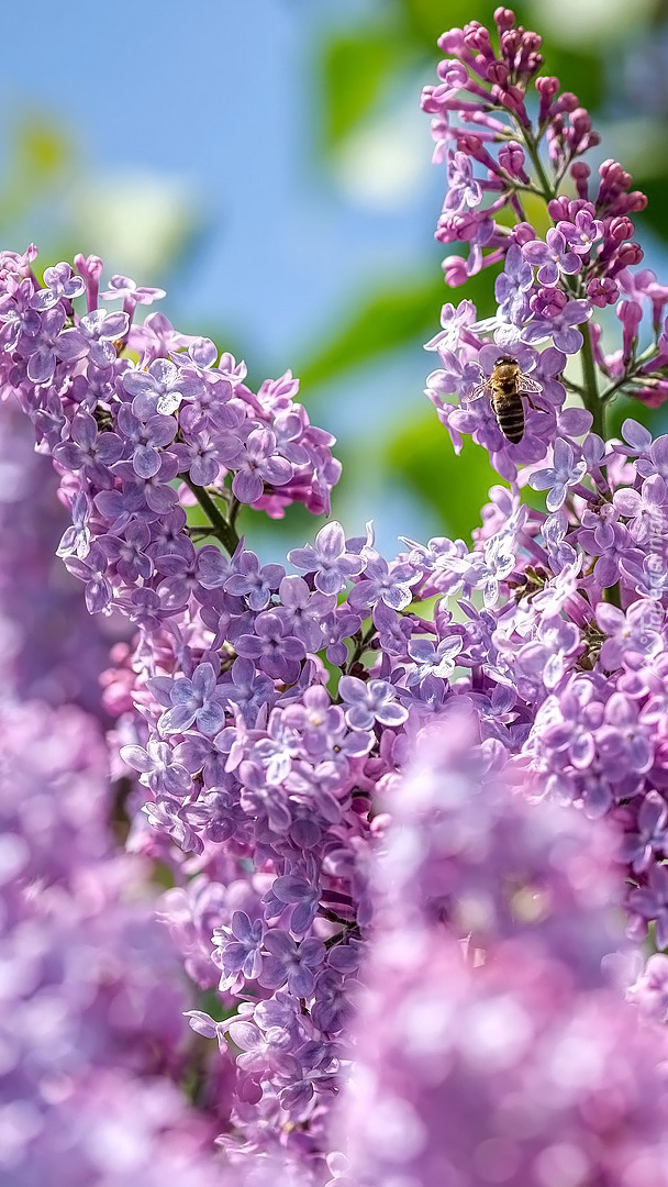 Pszczoła na kwiatach bzu