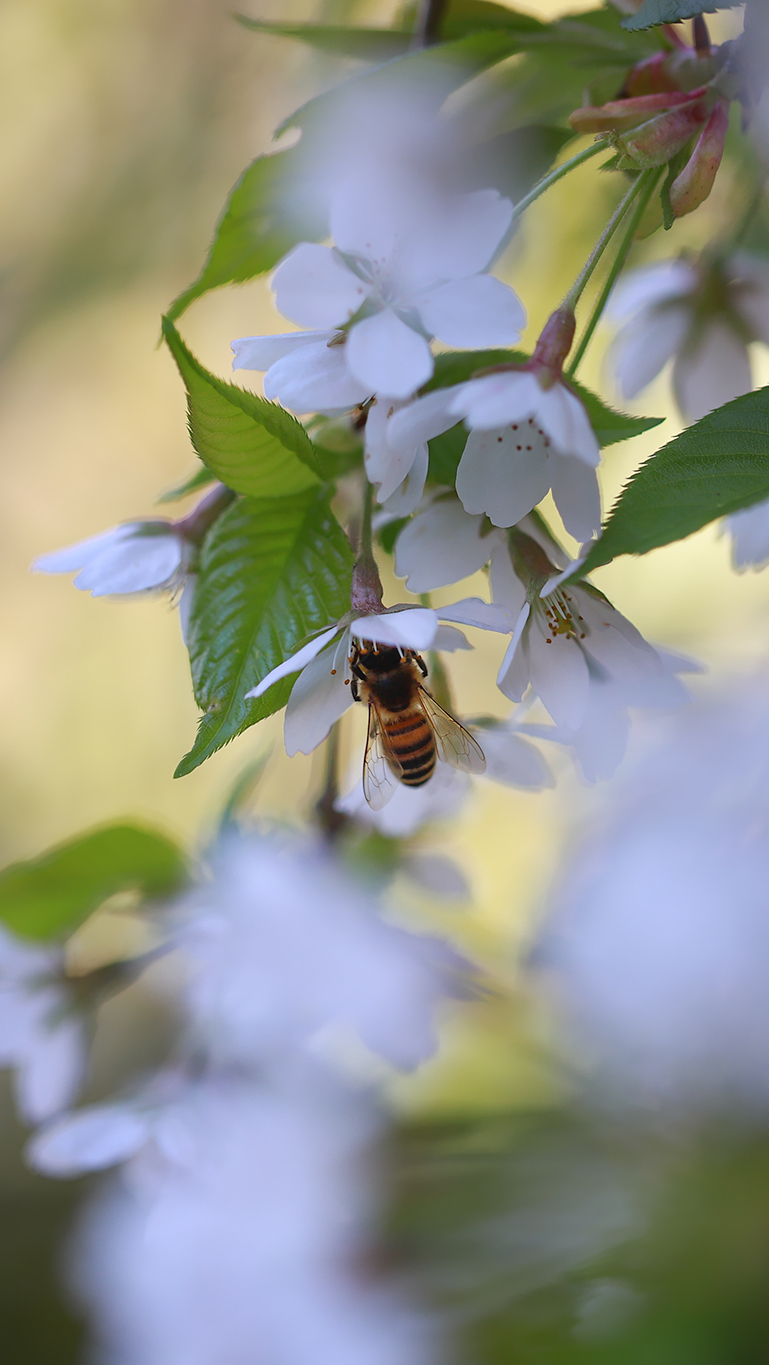 Pszczoła na kwiatach drzewa owocowego