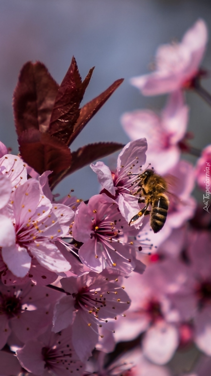 Pszczoła na kwiatkach wiśni