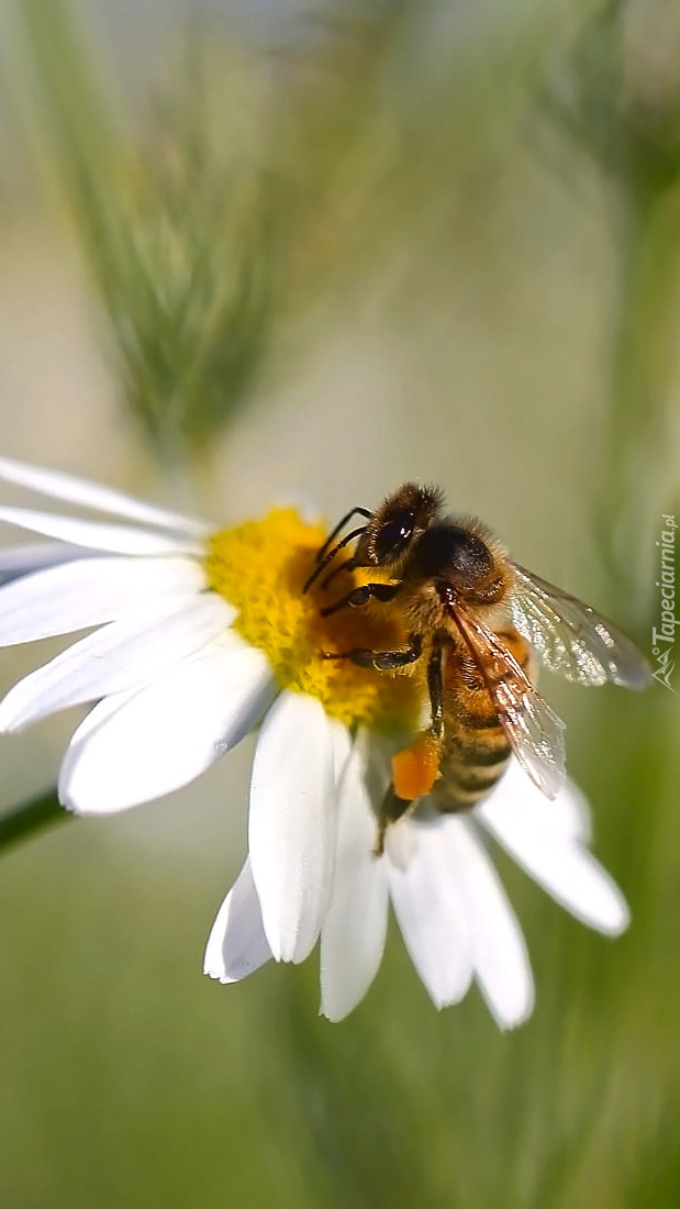 Pszczoła na kwiatku rumianku