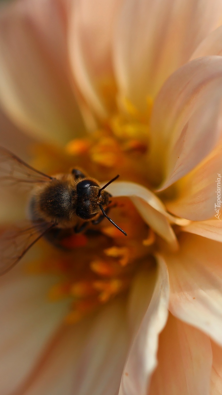 Pszczoła na kwiecie dalii