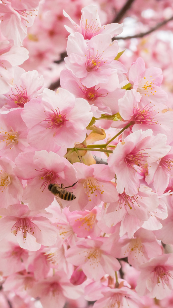 Pszczoła na okwieconej gałązce wiśni