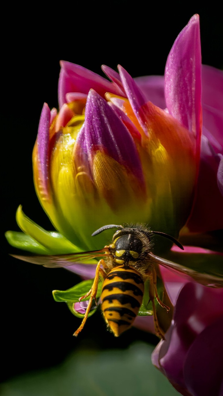 Pszczoła na pąku dalii