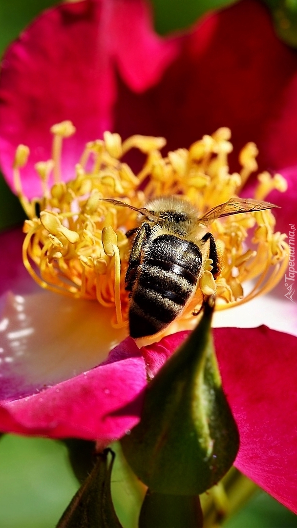 Pszczoła na pręcikach dzikiej róży