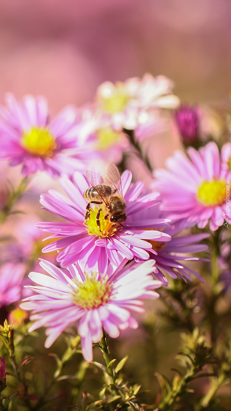 Pszczoła na różowych astrach
