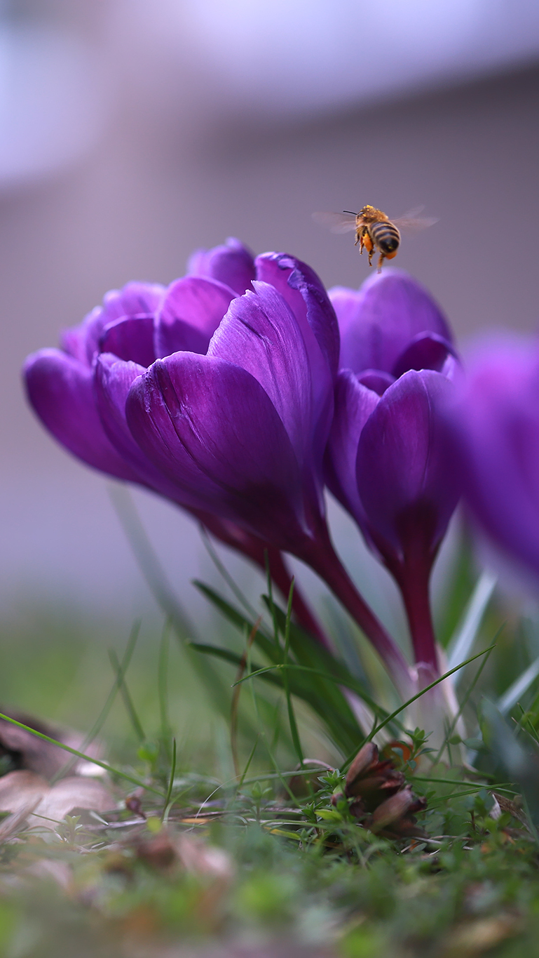 Pszczoła nad fioletowymi krokusami