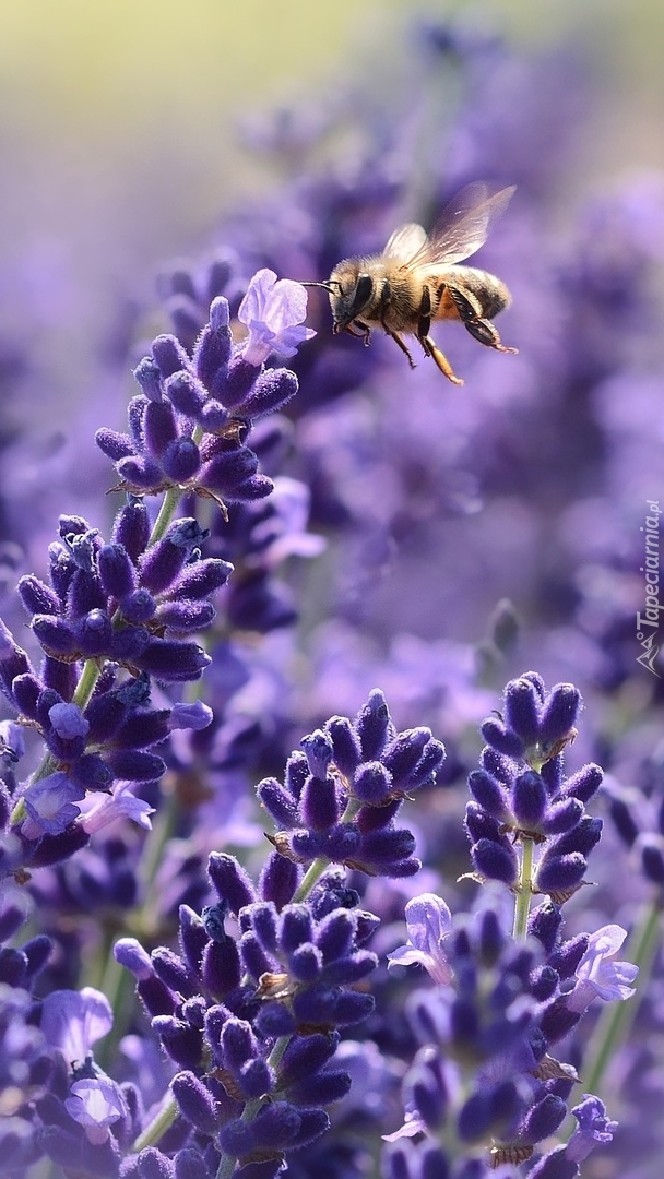Pszczoła przy lawendzie