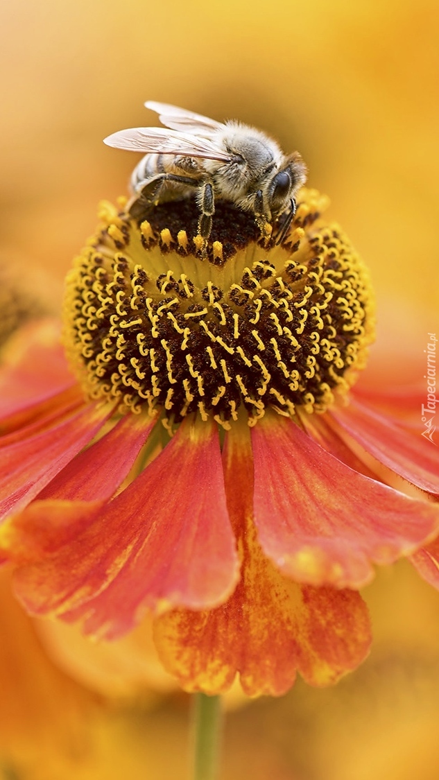 Pszczoła siedząca na dzielżanie