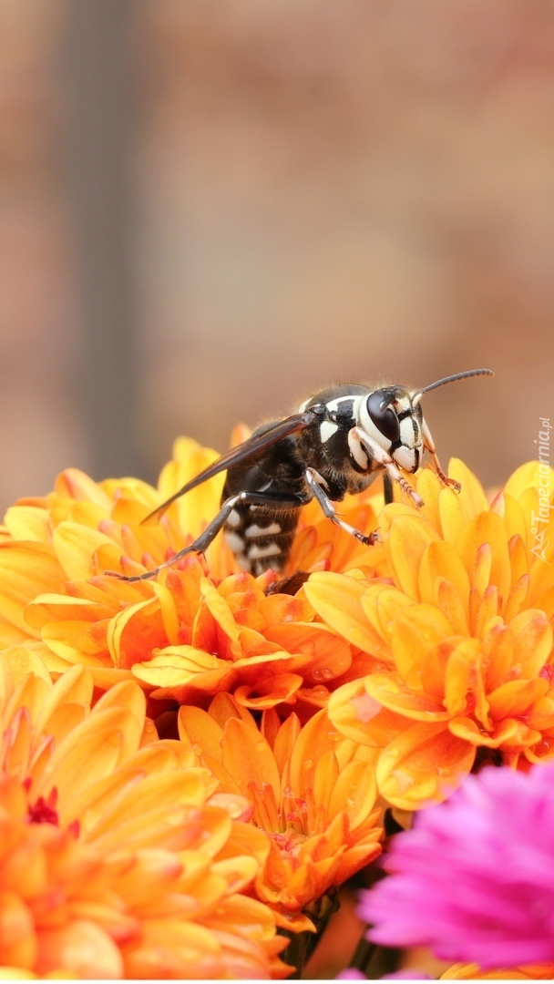 Pszczoła siedząca na pomarańczowych chryzantemach