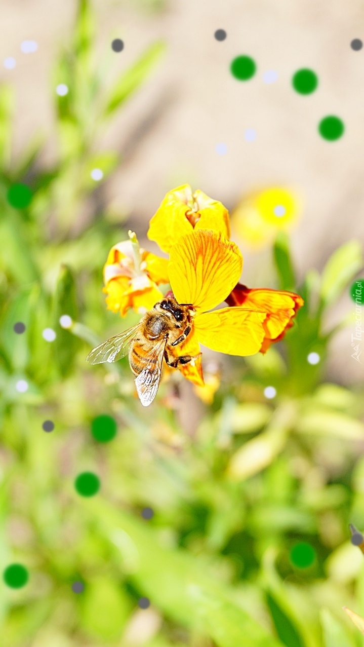 Pszczółka na żółtym kwiatku