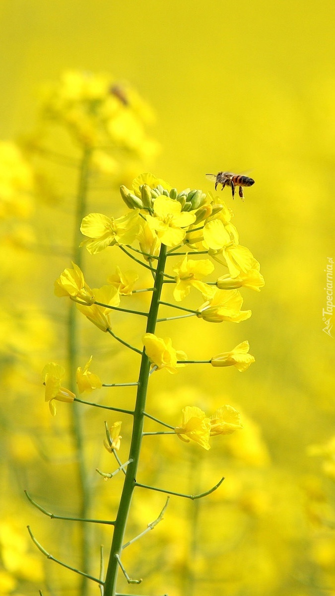 Pszczółka w rzepaku