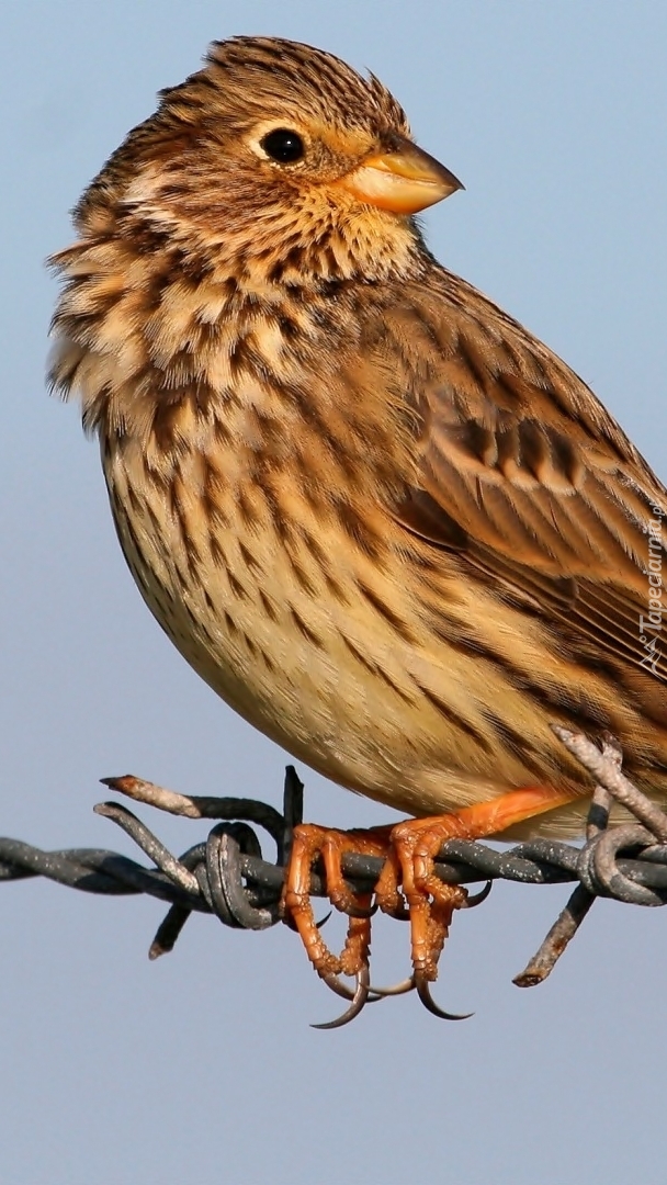 Ptak na kolczastym drucie