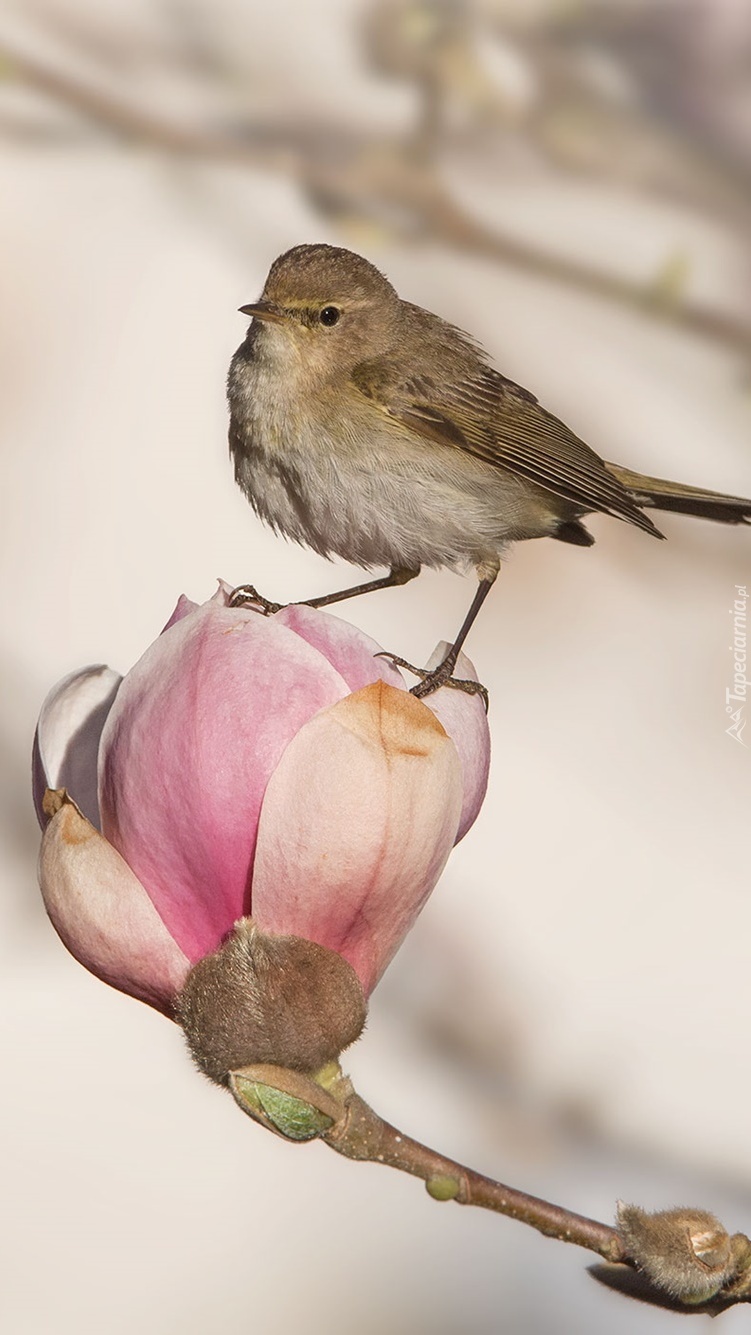 Ptak na magnolii