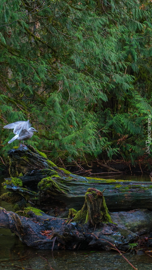 Ptak na pniu nad rzeką Goldstream River