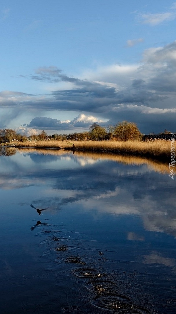 Ptak nad jesienną rzeką