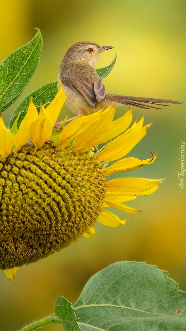 Ptak prinia