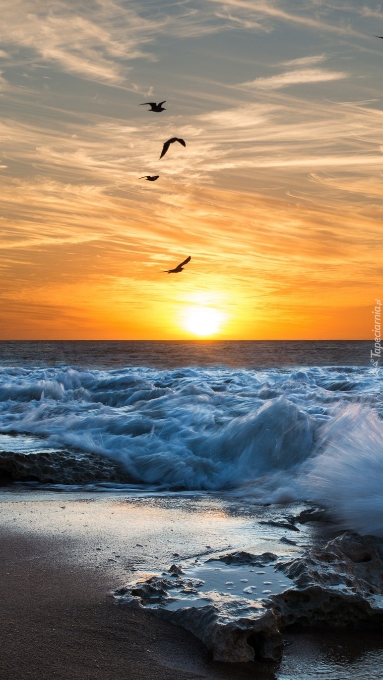 Ptaki lecą w stronę słońca nad wzburzonym morzem