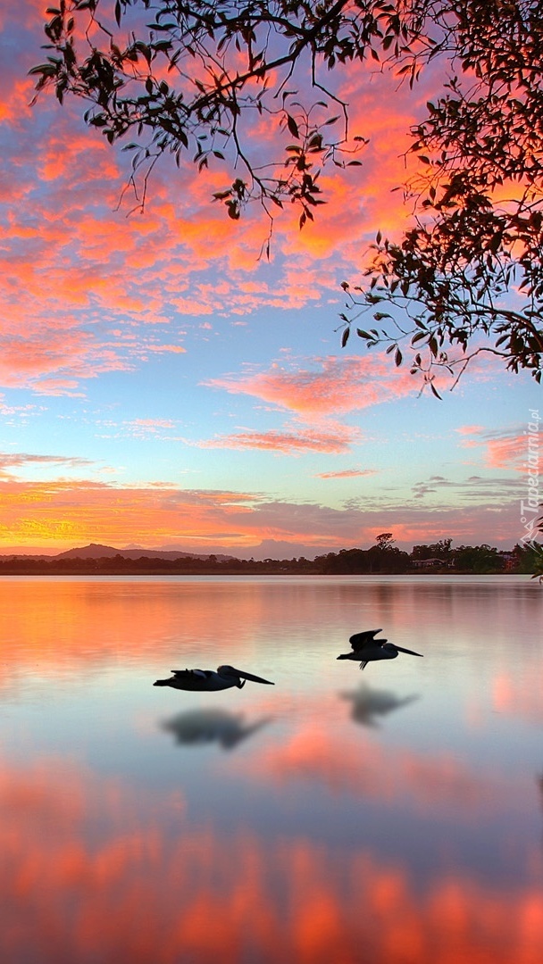 Ptaki nad wodą jeziora w zachodzącym słońcu
