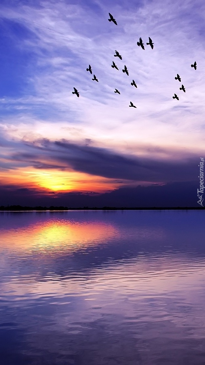 Ptaki nad wodą o zachodzie słońca