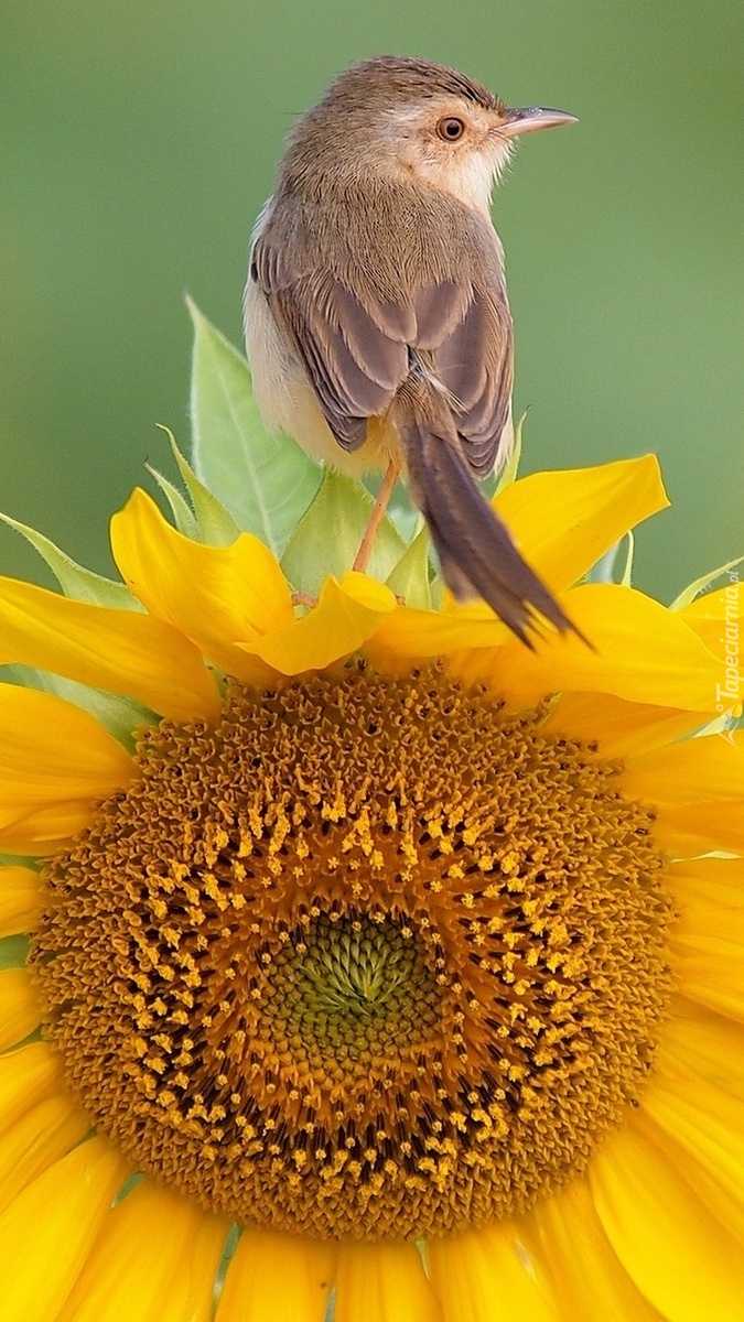 Ptaszek na słoneczniku