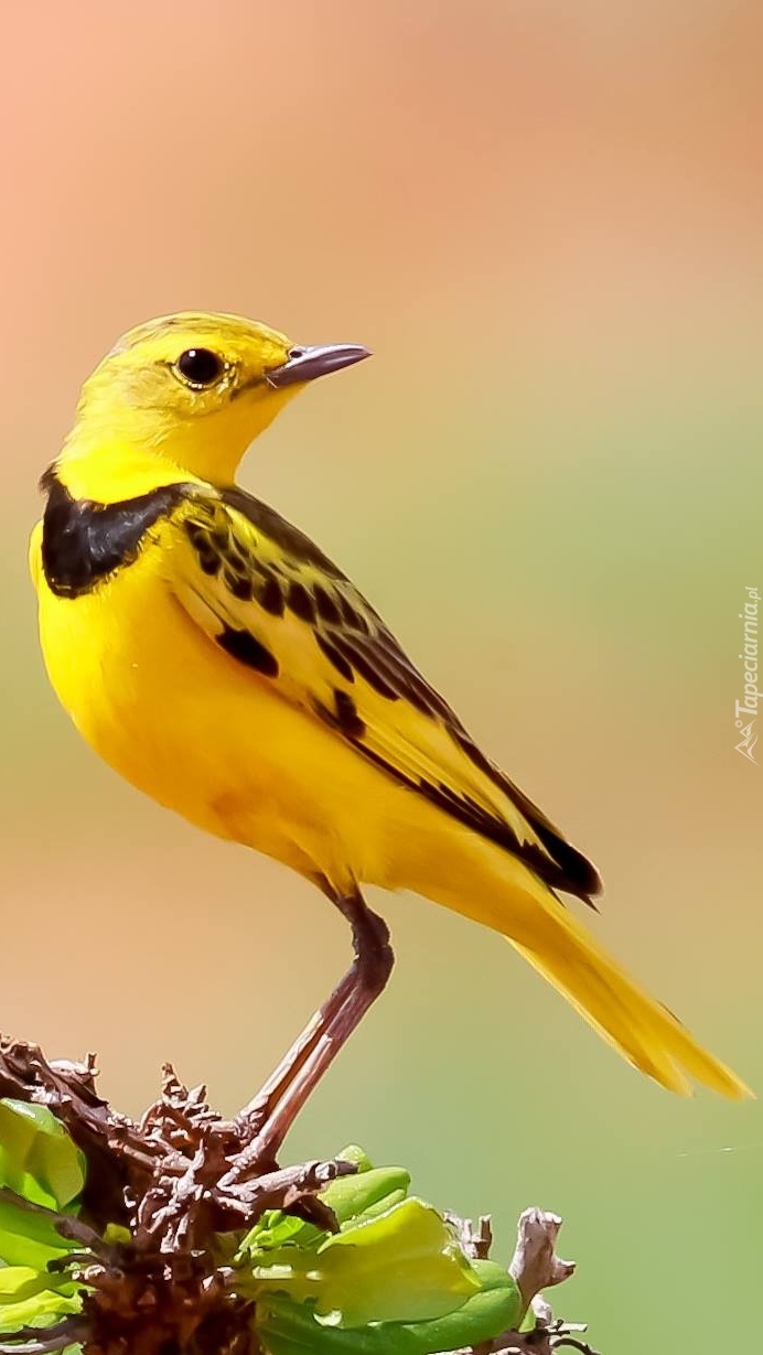 Ярко желтые птицы. Желтая птица. Маленькие желтые птички. Желтая красивая птица. Желтая птица в Сибири.