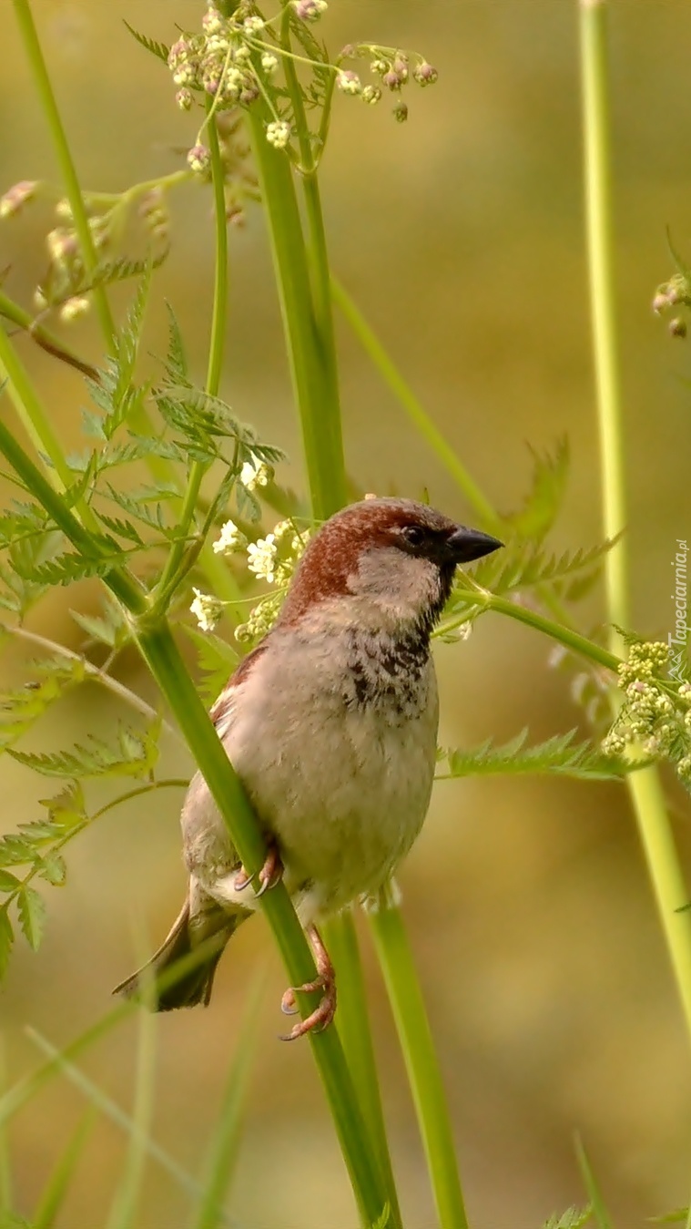Ptaszek wśród łąkowych roślin