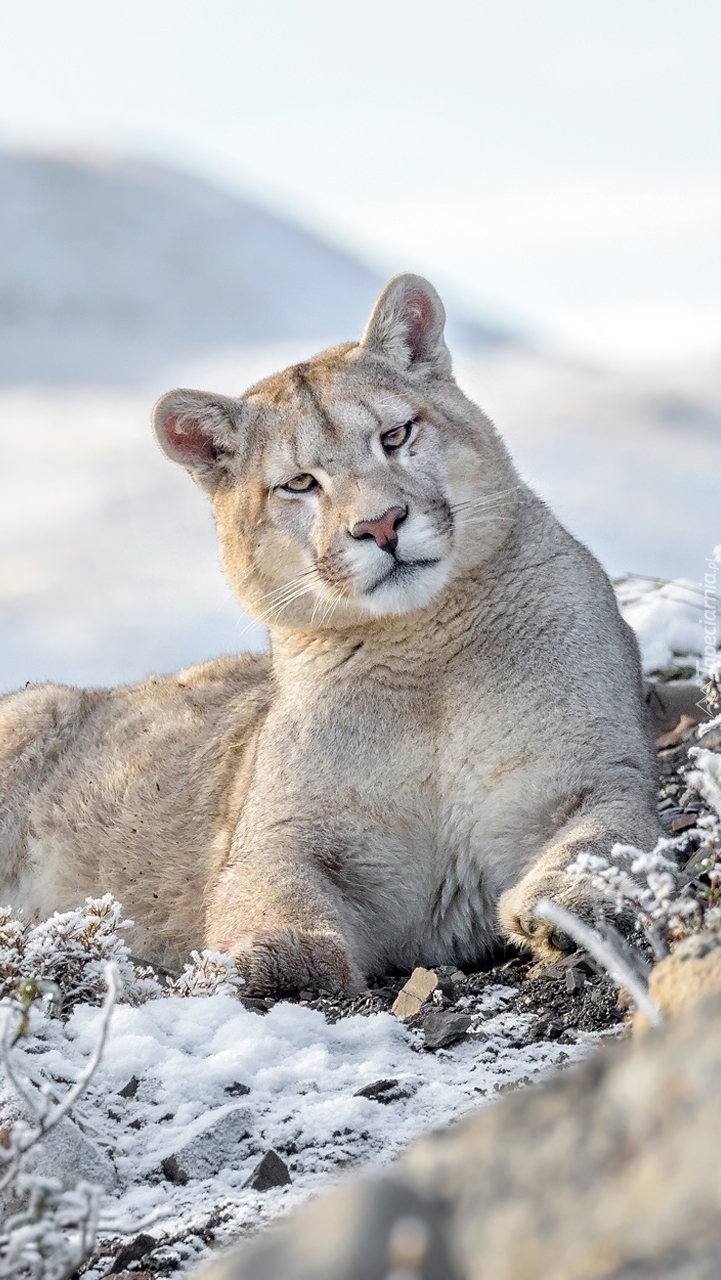 Puma leżąca na śniegu