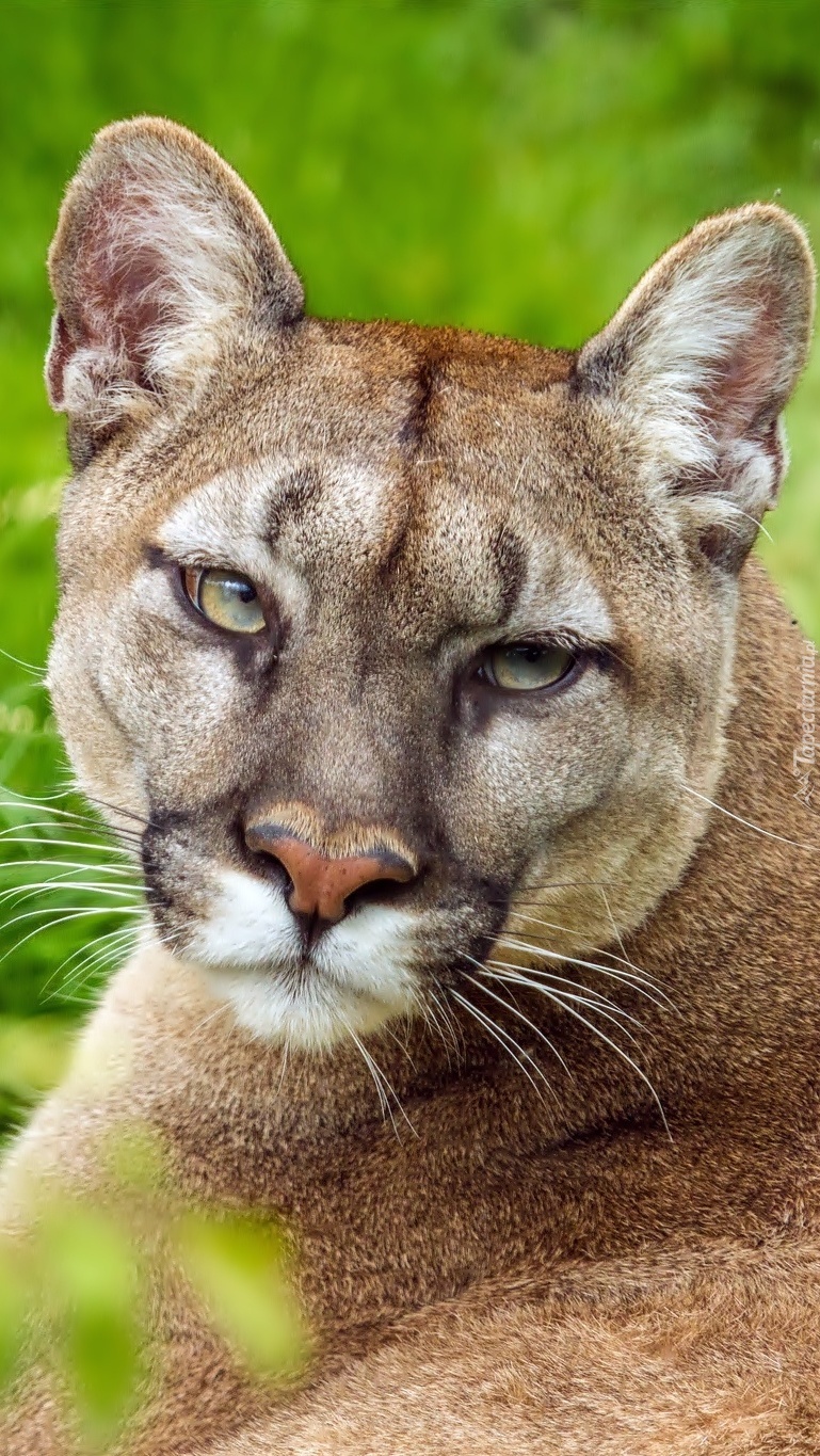 Puma szykuje się do spania