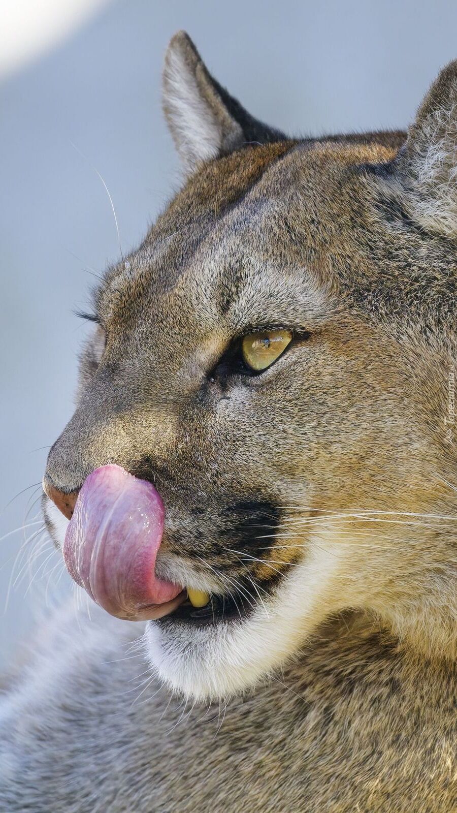 Puma z językiem na wierzchu