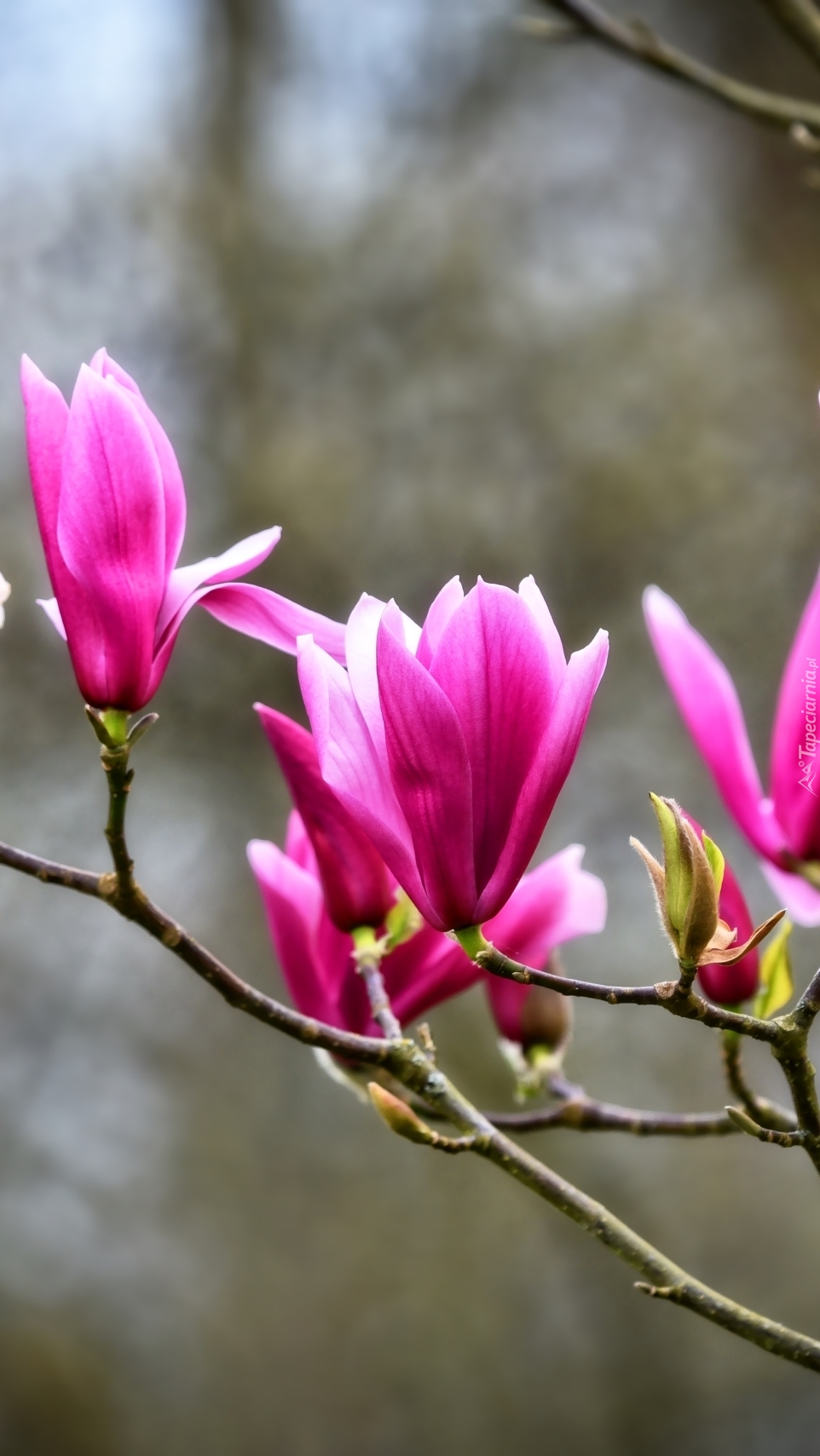 Purpurowa magnolia