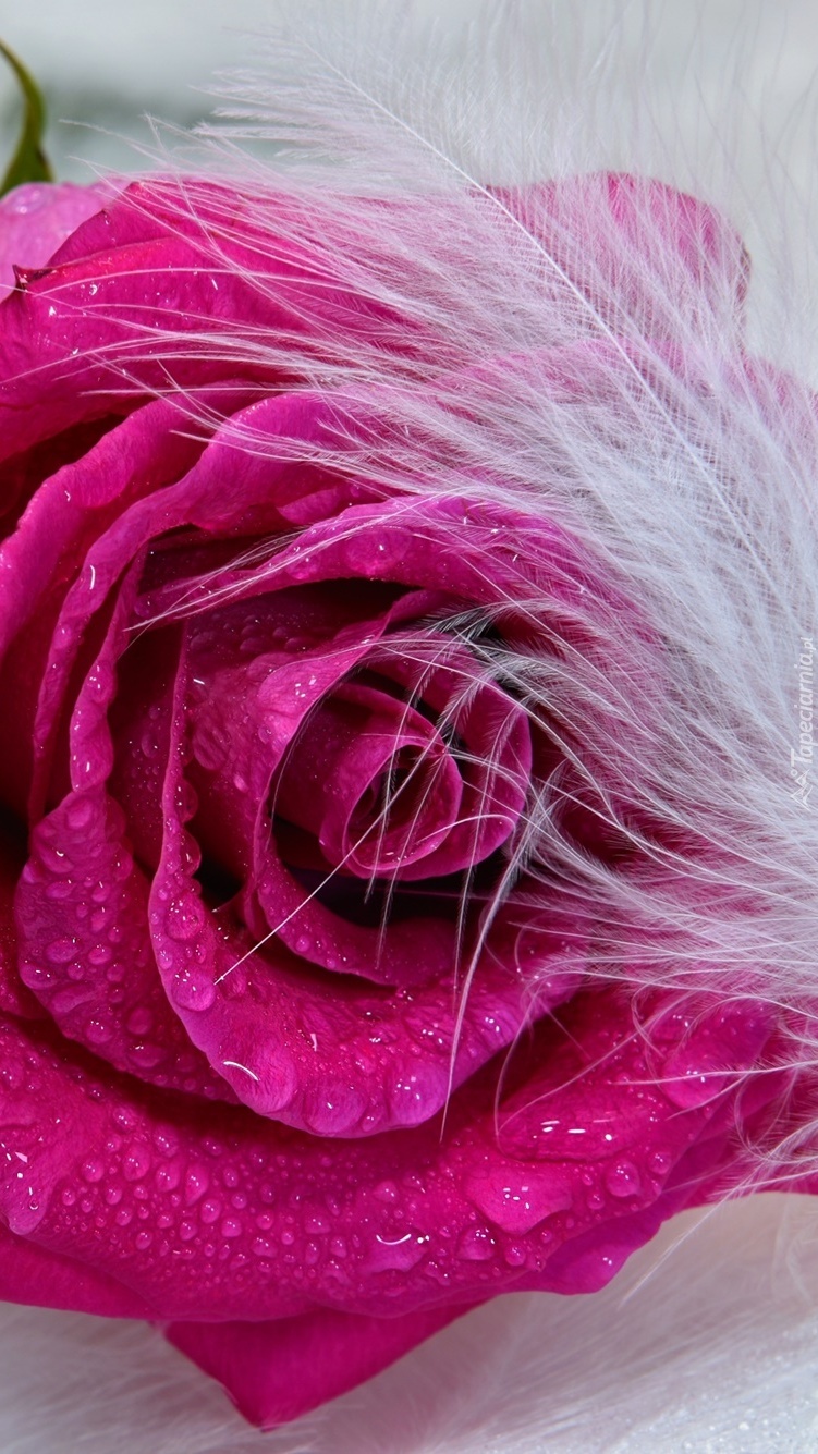 Purpurowa róża z piórkiem