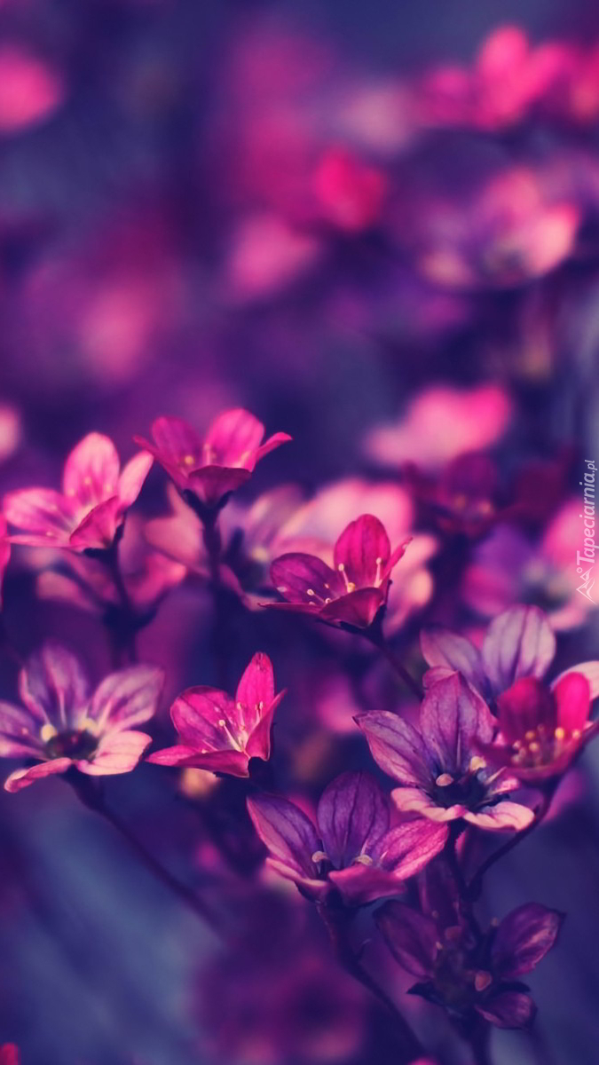 Purpurowe kwiatki