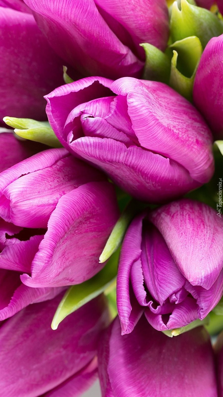 Purpurowe tulipany
