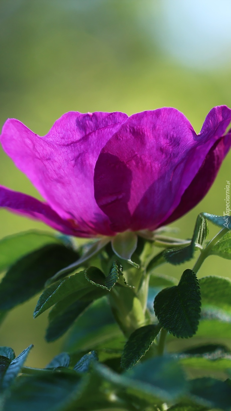 Purpurowy kwiat dzikiej róży