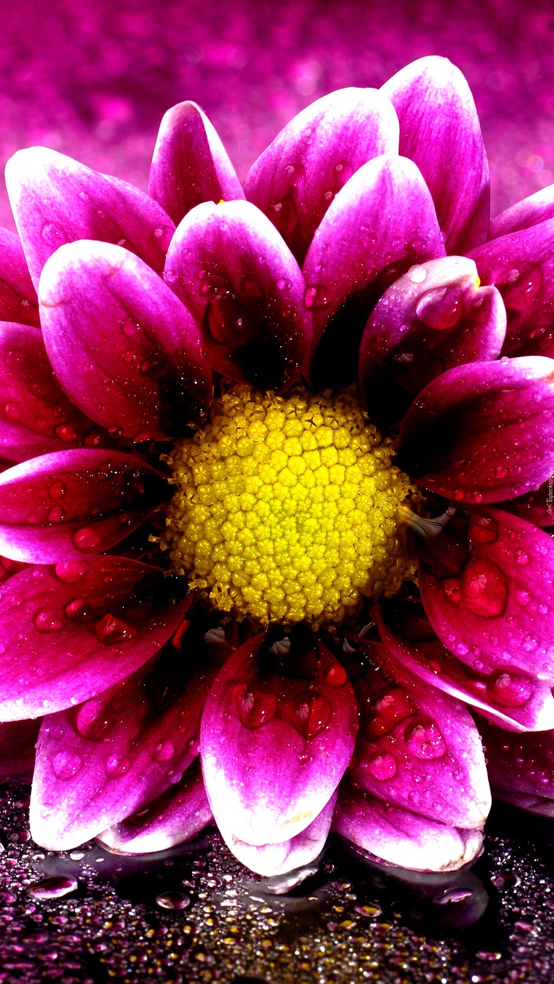 Purpurowy kwiat w kroplach